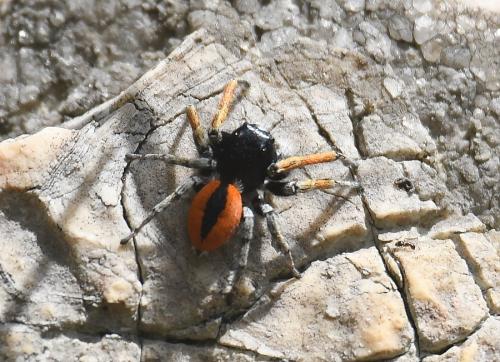 Philaeus chrysops